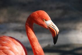 pink flamingo with a large beak