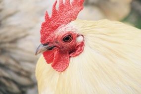White cock on a farm