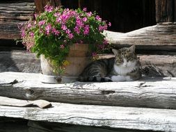 Cat and Flowers box