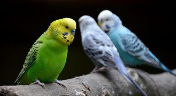 Bird Parrot in Zoo