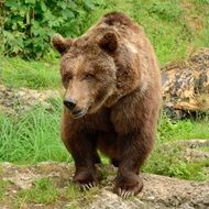 wandering brown bear