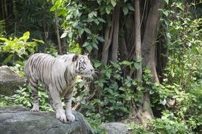 white tiger walks in the forest