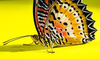 Bright butterfly on yellow surface