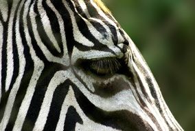 Portrait of the zebra