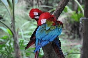large parrots on a tree branch