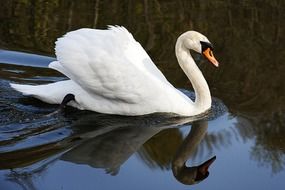 chic white Swan