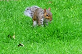 gray squirrel on green grass