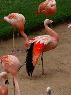 flock of colorful pink flamingos in the reserve