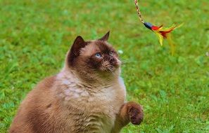 playful british shorthair thoroughbred cat