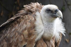 White and brown vulture