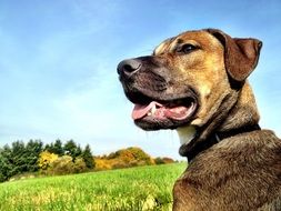 portrait of the dog on a meadow