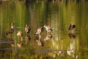 duck family by the lake