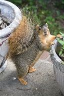 squirrel near flower pots