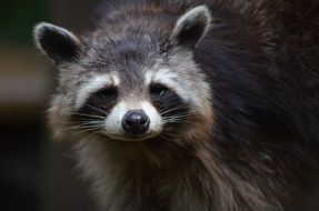 portrait of a cute raccoon