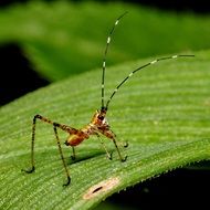 grasshopper Cricket Baby Insect Macro