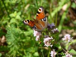 cute beautiful Peacock Butterfly