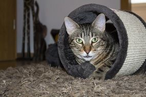 tricky domestic cat
