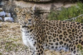 Persian Leopard Portrait nature view