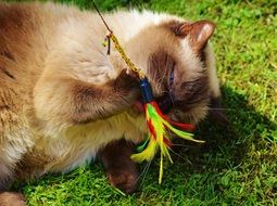 British Shorthair cat Playing with colorful stick