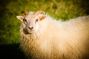 white sheep with horns on a green meadow