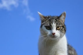 cat sits on a background of clear sky