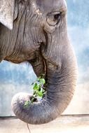 cute lovely Elephant