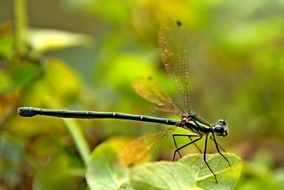 Insect Bug Dragonfly macro view