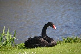 black swan on green grass by the lake