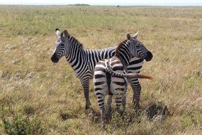 Two Striped Zebras in africa savannah