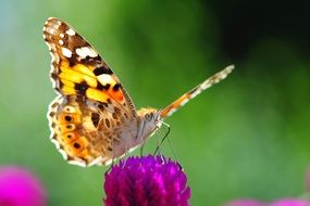 orange butterfly on pink clover close-up on blurred background