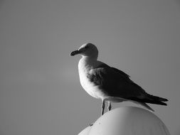 black and white photo of a lonely seagull