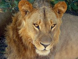 muzzle of a big wild lion