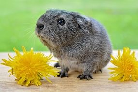 gray guinea pig and yellow dandelions