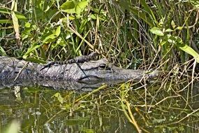 crocodile in the water near the plants