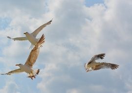 foraging flying seagulls