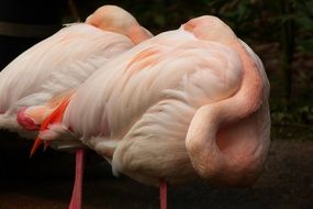 pink flamingo on black background