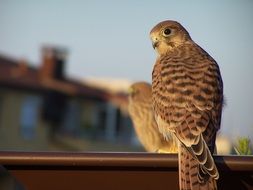 Kestrel Wild Bird sitting