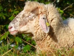 Soft wool Sheep