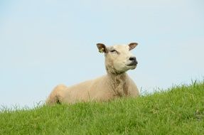 relaxing sheep