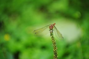 Red Dragonfly close up