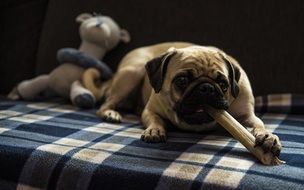 cute domestic dog with bone and toy