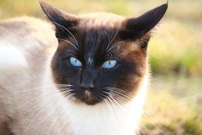 siamese cat with long whiskers