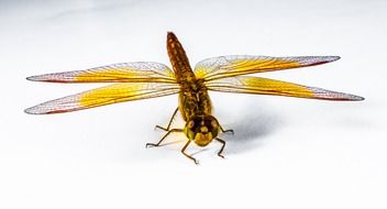 isolated dragonfly with yellow wings