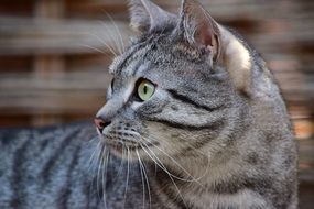 charming Cat grey