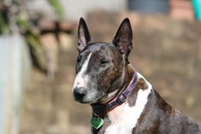 Bull Terrier Dog close-up on blurred background