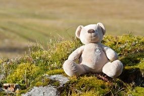 teddy bear on green moss