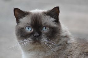 British short-haired with blue eyes