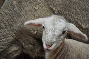 Baby Lamb Sheep