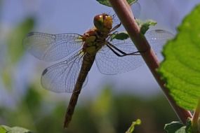Picture of yellow Dragonfly