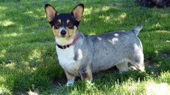 Domestic Corgi dog